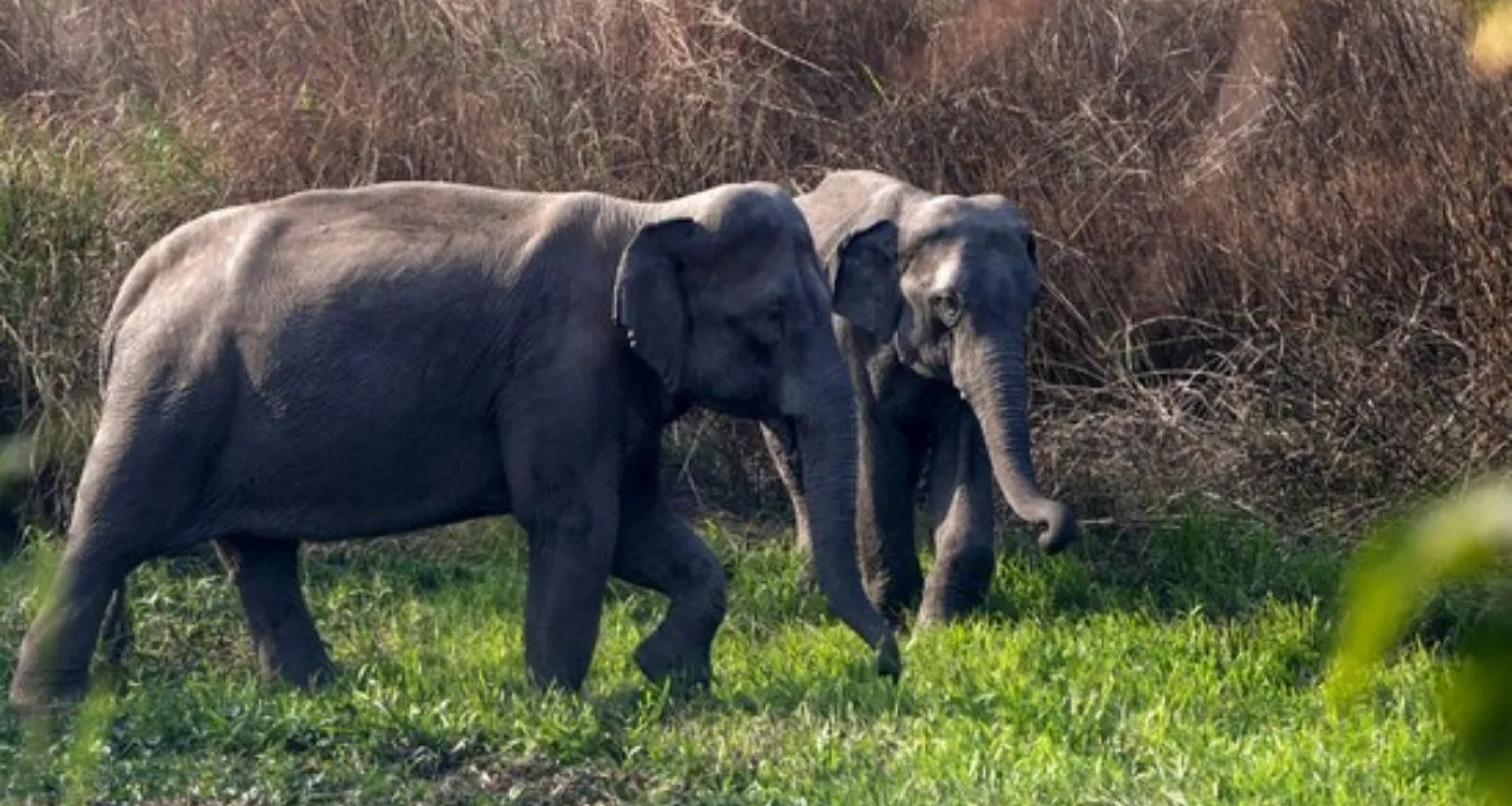 આસામમાં રાજધાની એક્સપ્રેસની ટક્કરથી આઠ હાથીઓના મોત; એન્જિન સહિત પાંચ ડબ્બા પાટા પરથી ઉતરી ગયા