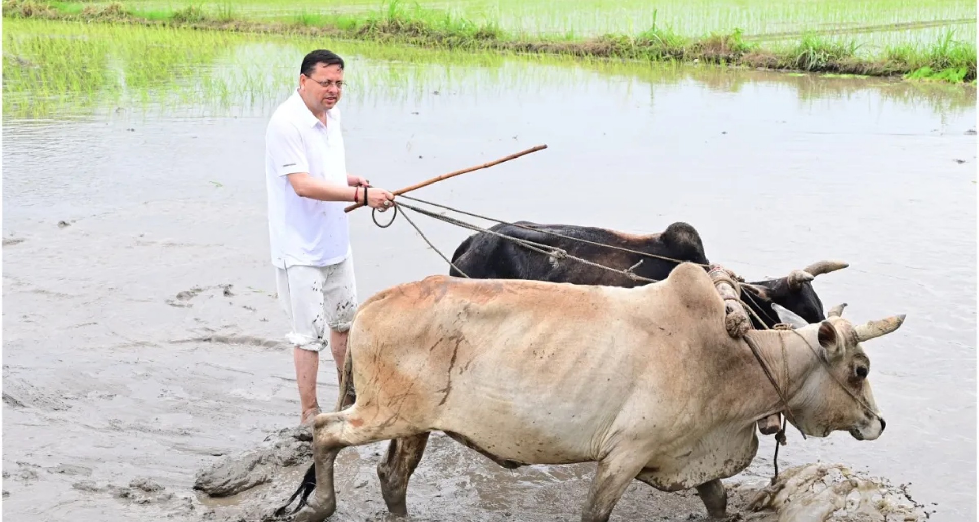 સીએમ પુષ્કર સિંહ ધામીએ ખાટીમામાં ડાંગરનું વાવેતર કર્યું, ખેડૂતોની મહેનતને શ્રદ્ધાંજલિ આપી