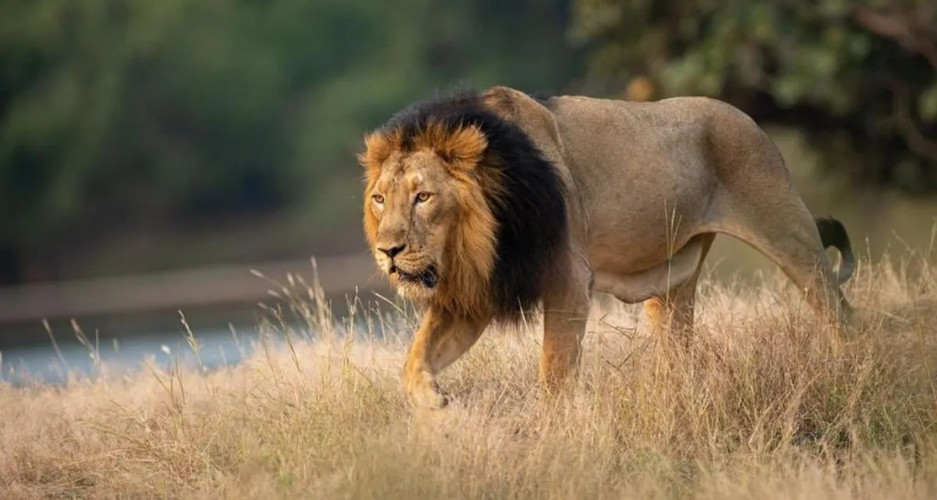 છેલ્લા બે વર્ષમાં ગુજરાતમાં કેટલા સિંહોના મોત? મંત્રીએ ચોંકાવનારા આંકડા જાહેર કર્યા