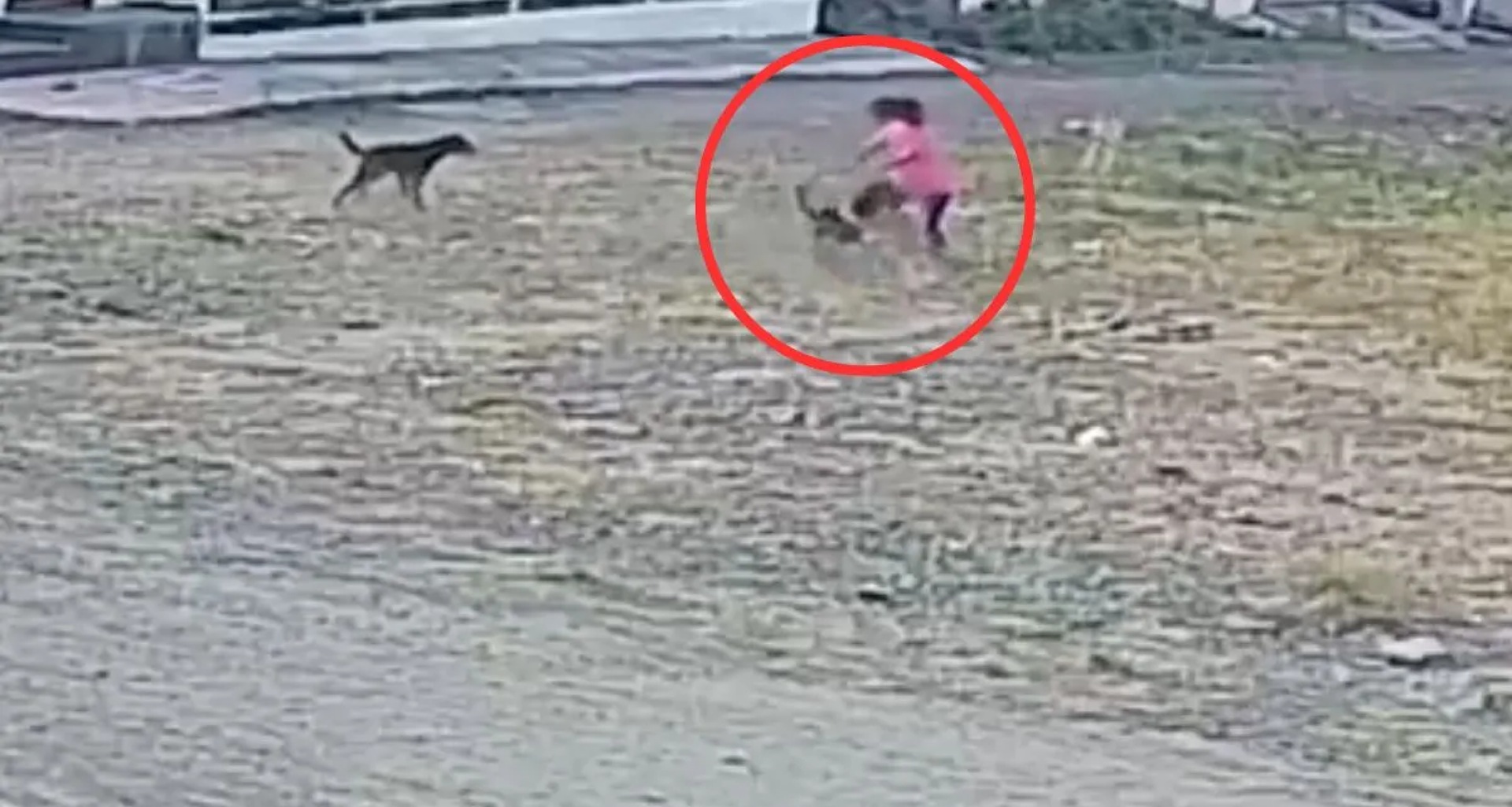 ઉજ્જડ શેરીમાં એકલી ચાલતી છોકરી પર રખડતા કૂતરાઓનો હુમલો