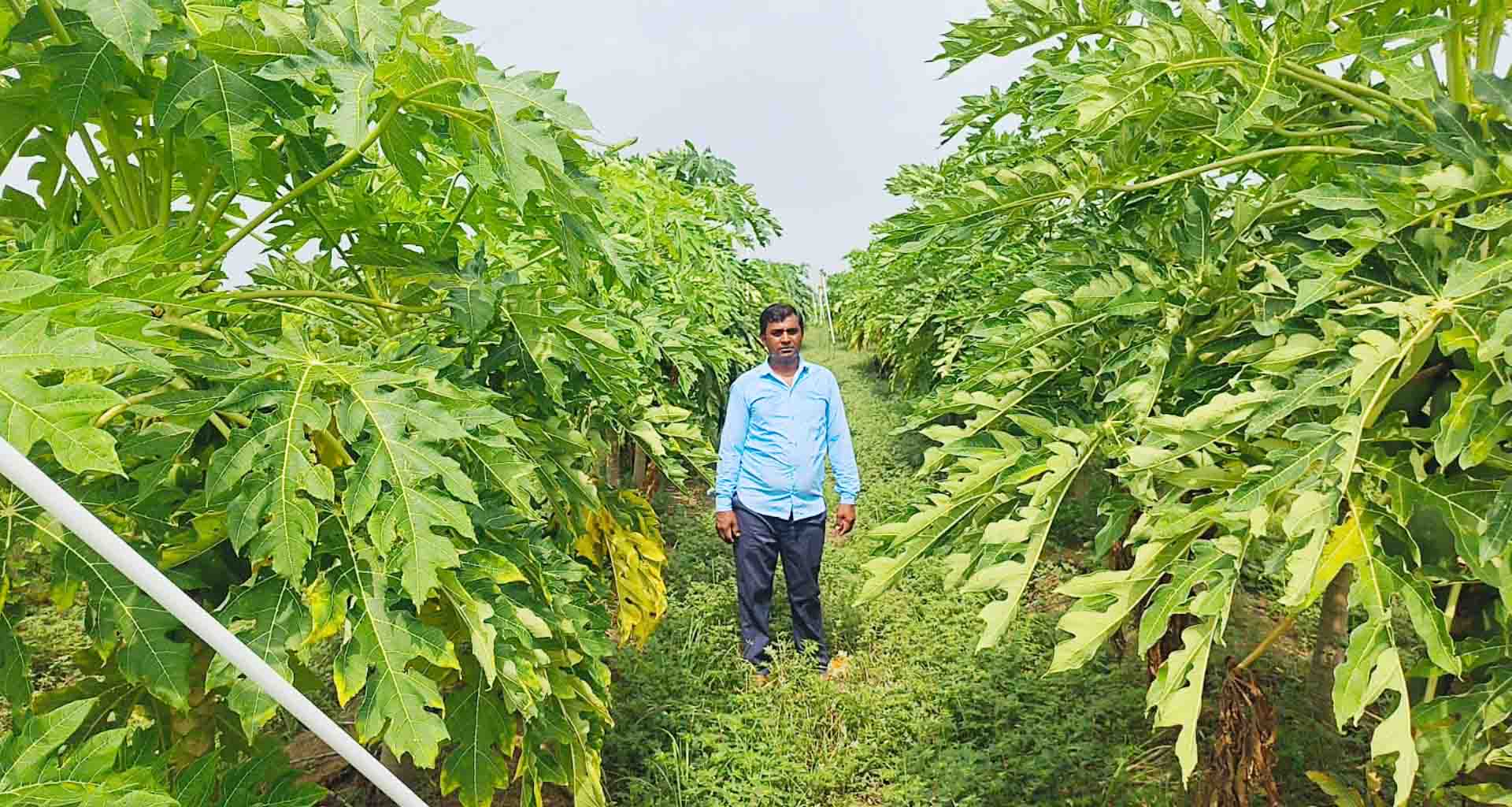 આત્મનિર્ભર; પપૈયા, મગફળી, જામફળ, ચીકુ, આંબા તેમજ ડુંગળીની ખેતી થકી વાર્ષિક ૪.૭૦ લાખનો નફો મેળવ્યો